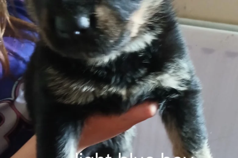 Mixed Breed