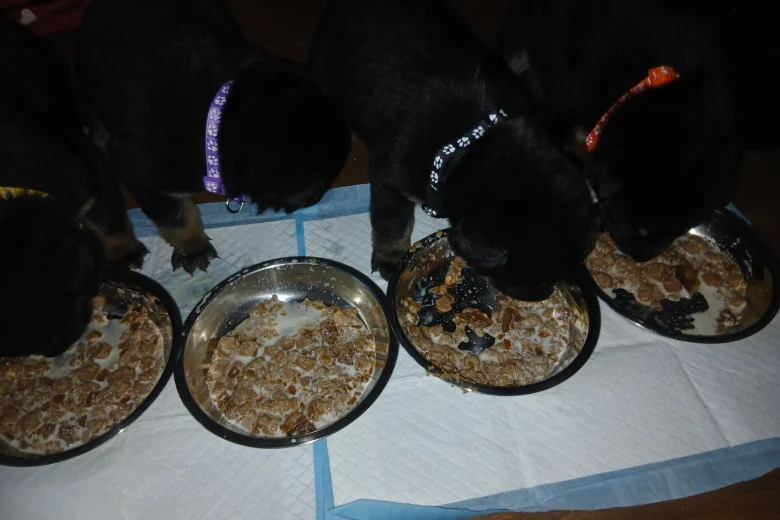 Mixed Breed