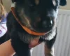 Mixed Breed
