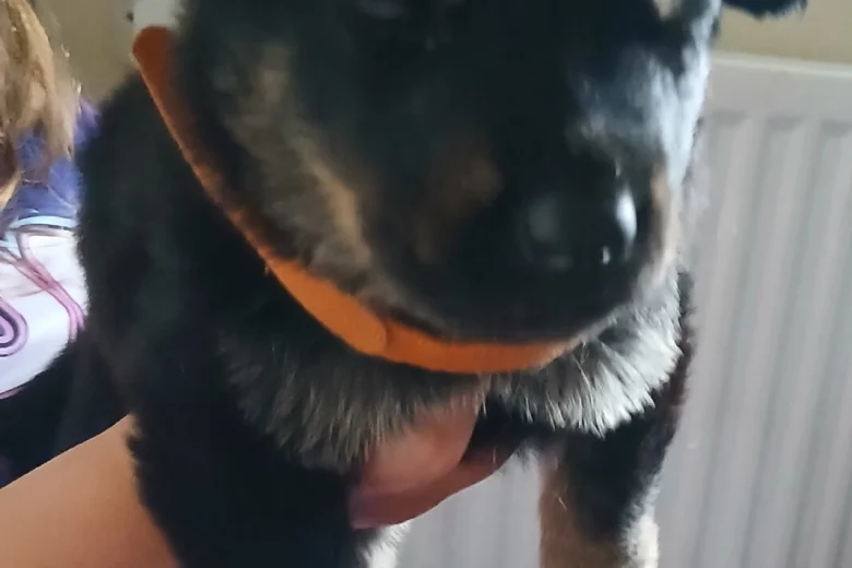 Mixed Breed