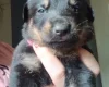 Mixed Breed