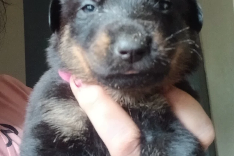 Mixed Breed