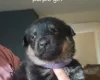 Mixed Breed