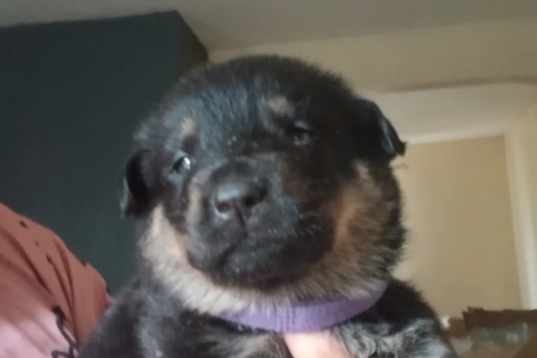 Mixed Breed