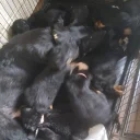 Mixed Breed