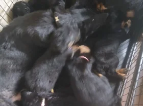 Mixed Breed