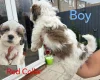 Shichon