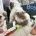 Shichon
