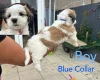 Shichon