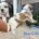 Shichon