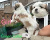 Shichon