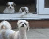 Shichon