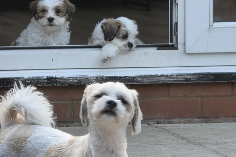 Shichon