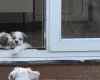 Shichon