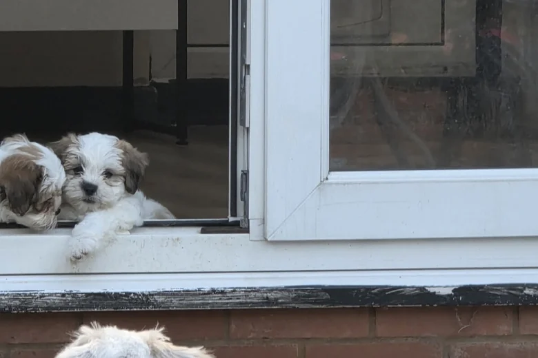 Shichon