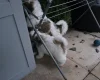Shichon