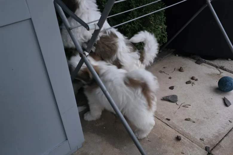 Shichon