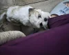 Shichon
