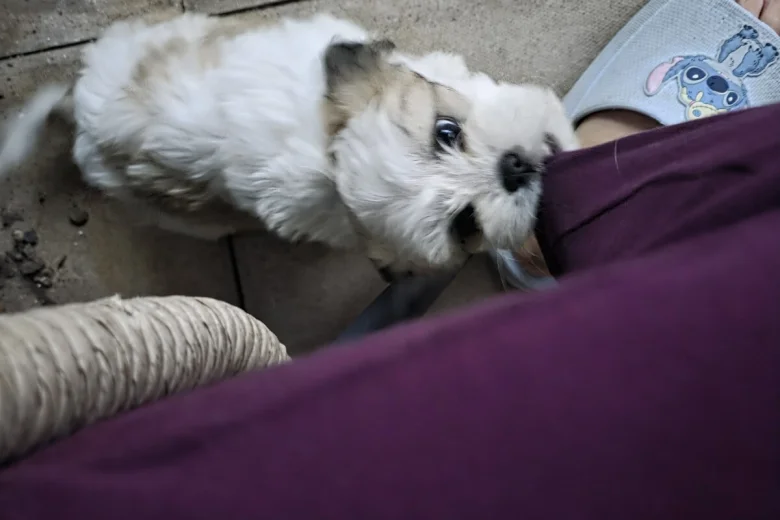 Shichon