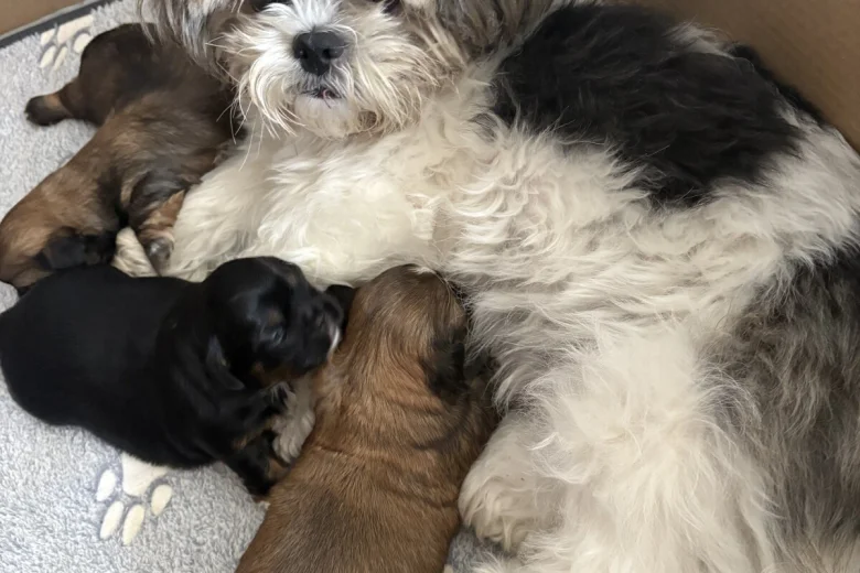Shih Tzu