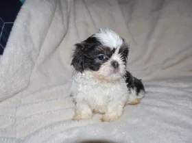 Shih Tzu