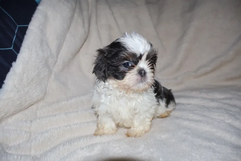 Shih Tzu