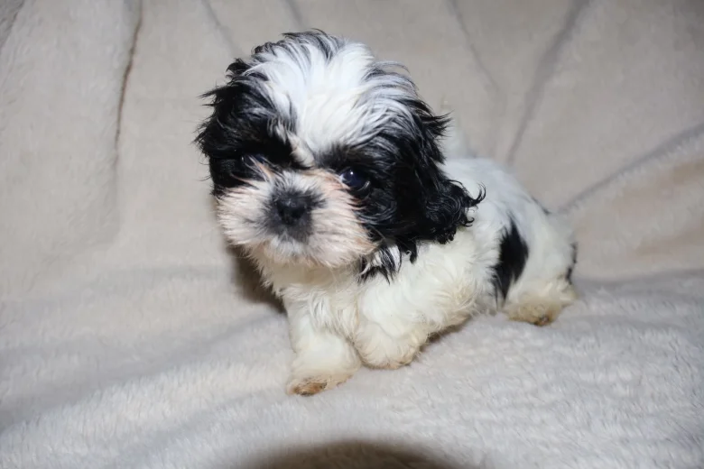 Shih Tzu