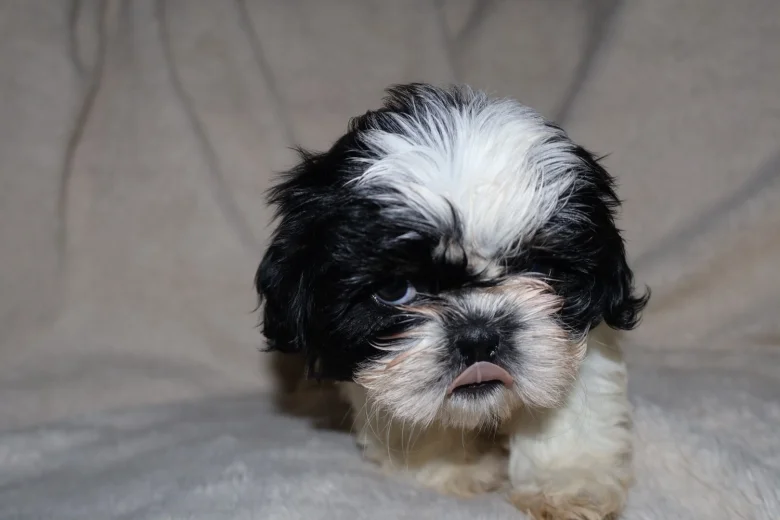 Shih Tzu