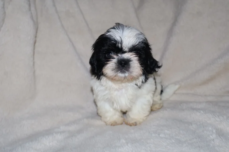 Shih Tzu