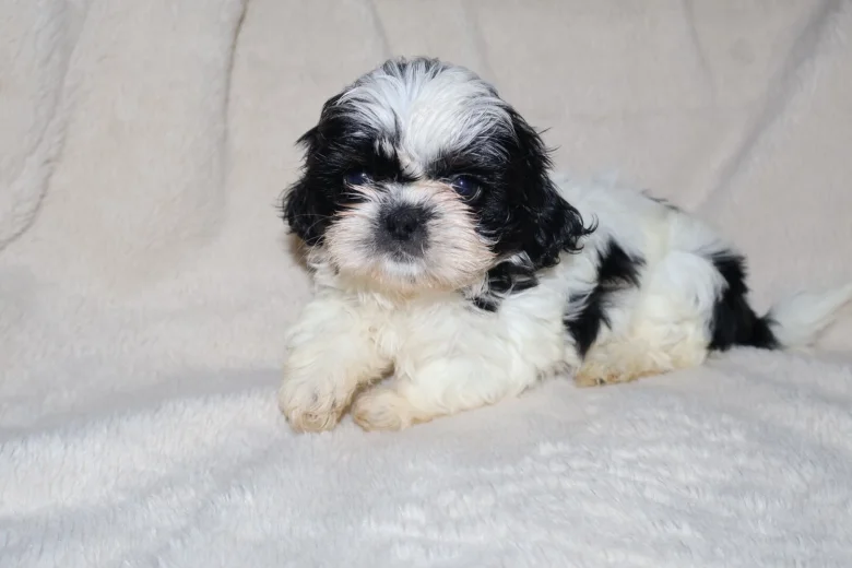 Shih Tzu