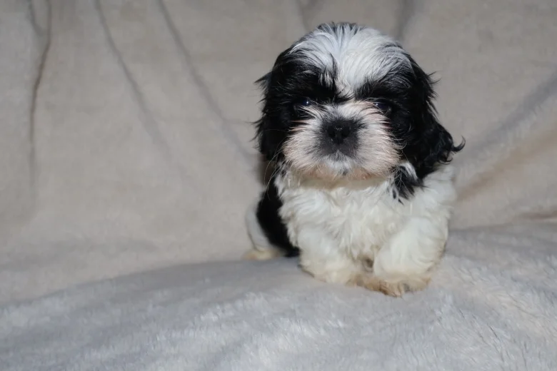 Shih Tzu