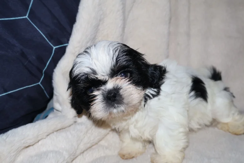 Shih Tzu