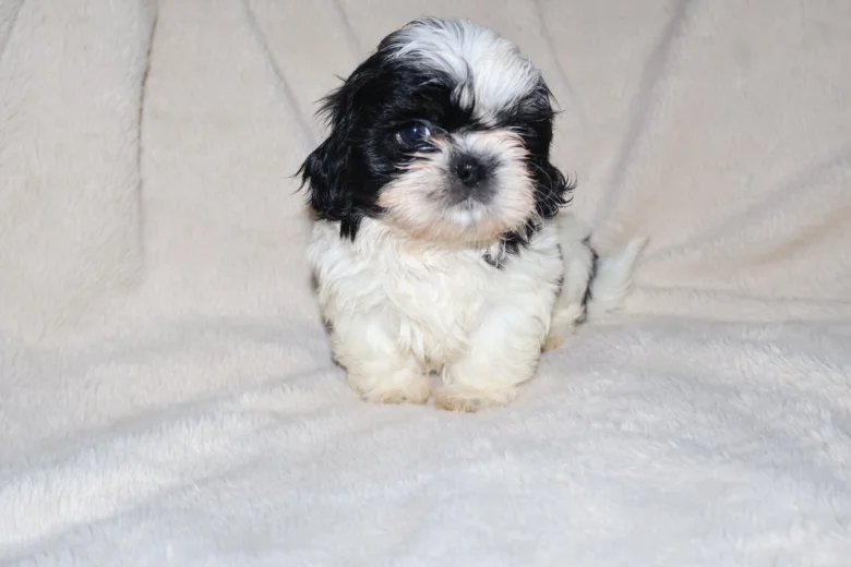 Shih Tzu