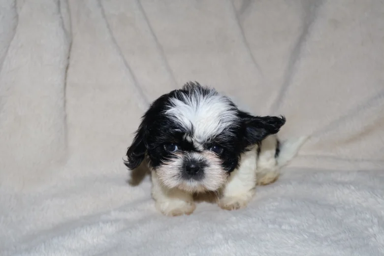 Shih Tzu