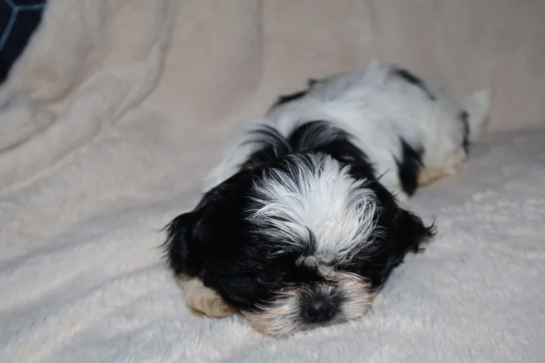 Shih Tzu