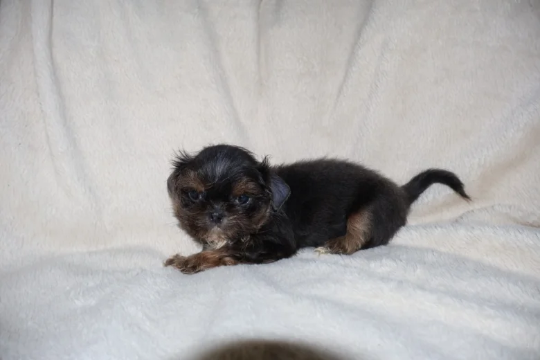 Shih Tzu