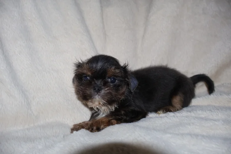 Shih Tzu