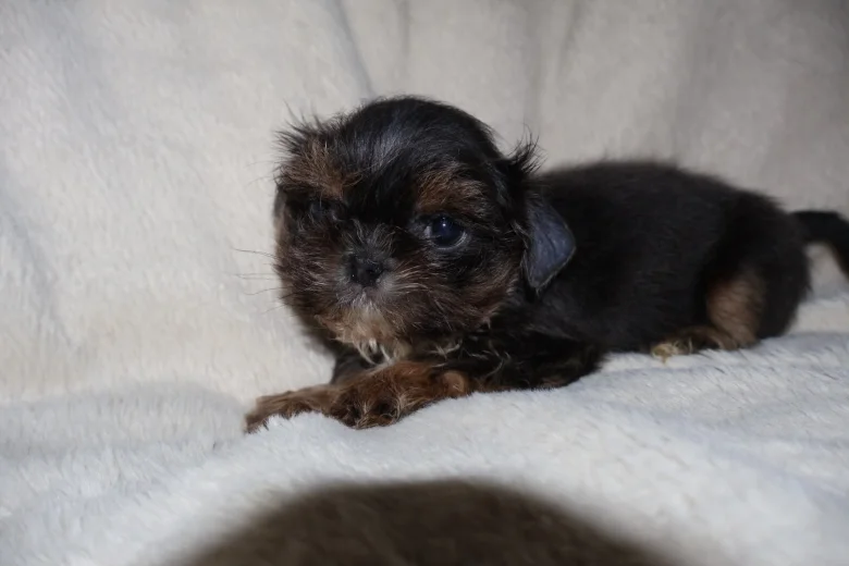 Shih Tzu