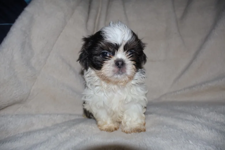 Shih Tzu