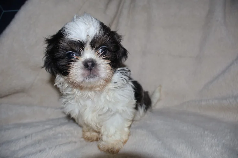 Shih Tzu