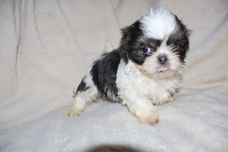 Shih Tzu
