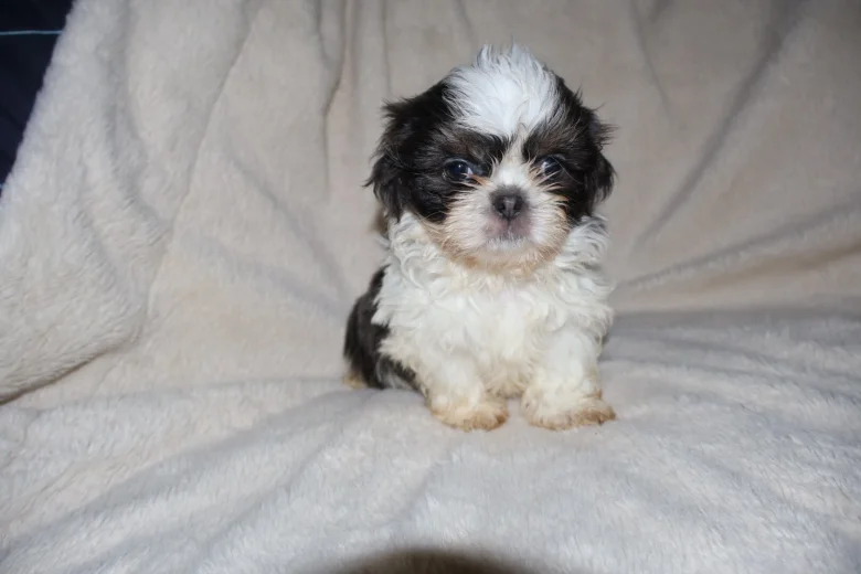 Shih Tzu