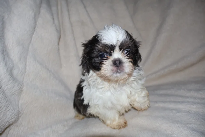 Shih Tzu