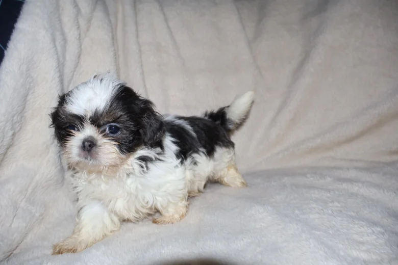 Shih Tzu