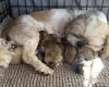 Shihpoo