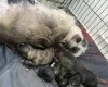 Shihpoo