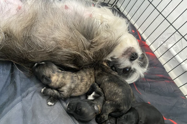 Shihpoo