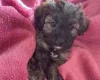 Shihpoo