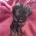 Shihpoo
