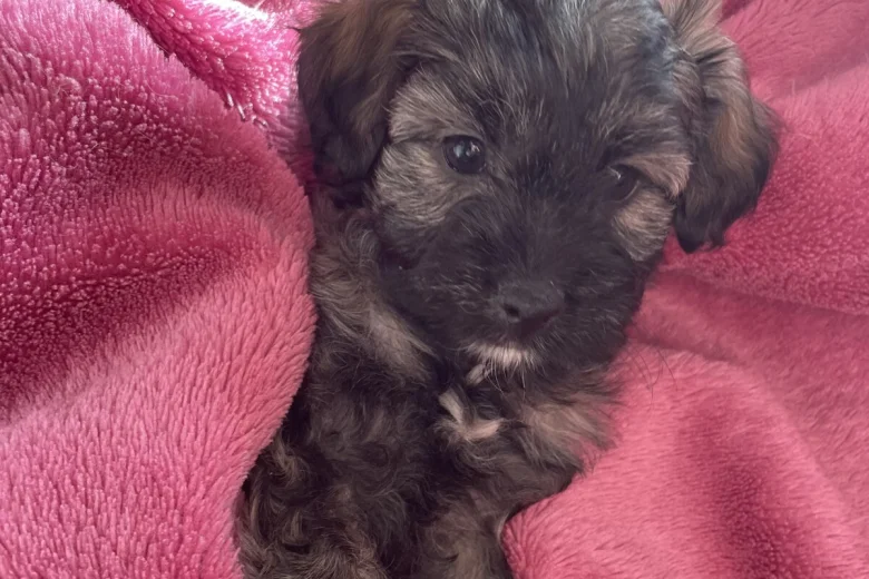 Shihpoo